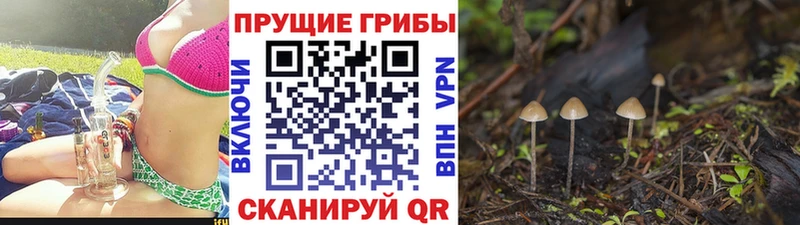 Купить где  Мегион  Галлюциногенные грибы Psilocybine cubensis 